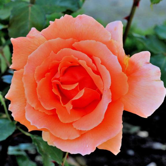 Roses Nursery Melbourne Rose Plants Delivery Melbourne All Green